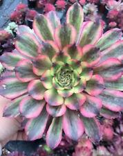 Aeonium sweets pink for sale  Ireland