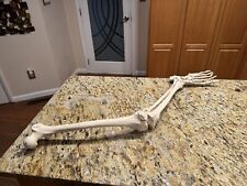 Scientific human bone for sale  Binghamton
