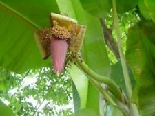 Musa yunnanensis yunnan usato  Torino