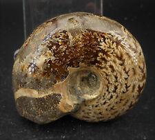 Ammonite polie albien d'occasion  Marcq-en-Barœul