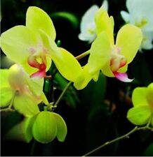 Seeds green orchid for sale  Goldsboro