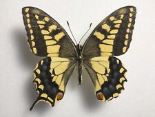 Papilio saharae maschio usato  Monterosso Almo