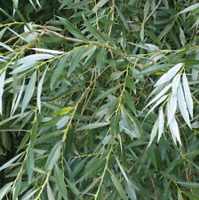 White willow 4ft for sale  NEWTOWNARDS