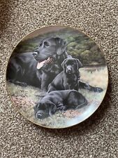 Labrador dog plate for sale  NORWICH