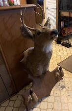 Deer shoulder mounts for sale  Wellston