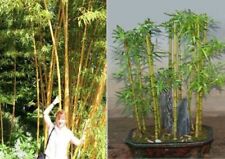 Goldener bambus schnellwüchsi gebraucht kaufen  Kaiserslautern
