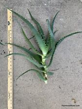 Aloe arborescens large for sale  Milpitas