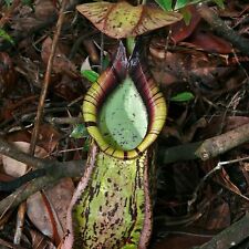 Raffles pitcher plant for sale  Shipping to Ireland