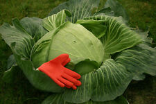 Giant hood cabbage for sale  Shipping to Ireland