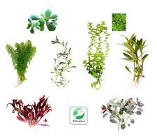 Live aquarium plants for sale  WARWICK