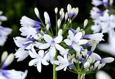 Agapanthus twister perennial for sale  Shipping to Ireland