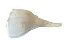 Busycon Carica Fossil Knobbed Whelk Snail Shell Cream Opened Siphonal Canal for sale  Shipping to South Africa