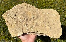 Huge fossil sea for sale  Coppell