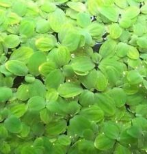 Water lettuce best for sale  CREDITON