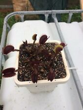 Venus flytrap fts for sale  Chesapeake
