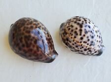 Large tiger cowrie for sale  Satellite Beach