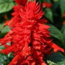 Graines salvia splendens d'occasion  Paris II