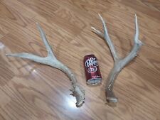 Mule deer antlers. for sale  Lehi