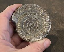 Fossil dinosaur ammonite for sale  LONDON