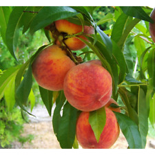 Ft. frost peach for sale  USA