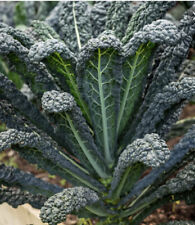 Kale seeds nero for sale  BIRMINGHAM