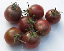 100 graines tomate d'occasion  Istres