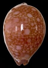 Shell CYPRAEA BRODERIPII S.Africa 98,4 mm # MONSTER SIZE, used for sale  Shipping to South Africa