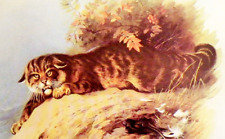 Scottish wild cat. for sale  NELSON