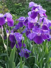 Flowers irises iris d'occasion  Expédié en Belgium