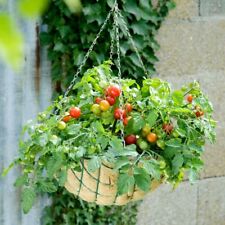 Tomato plants tumbling for sale  IPSWICH