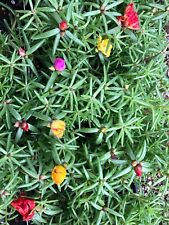 Mixed colors portulaca for sale  Weatherford