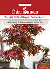 Dürr bonsai rotblättriger gebraucht kaufen  Elchesheim-Illingen