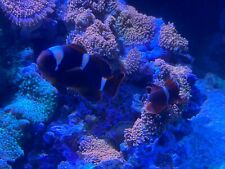 marine clownfish for sale  WIRRAL