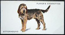Otterhound vintage 1930 for sale  DERBY