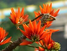 Himalayan coral tree for sale  Shipping to Ireland