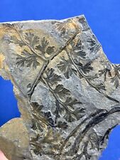 Carboniferous palmatopteris fu gebraucht kaufen  Saarbrücken