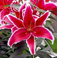 25pc lily seeds for sale  Goldsboro