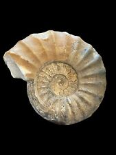 Scunthorpe ammonite fossil for sale  BROADSTAIRS