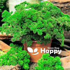 Herb seed moss for sale  Shipping to Ireland