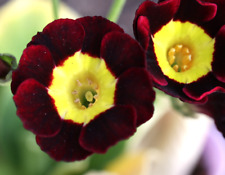 Primula auricula colbury for sale  ST. AUSTELL