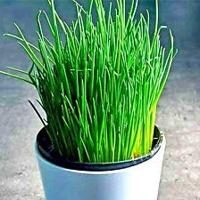 1000 chives seeds for sale  Greenville