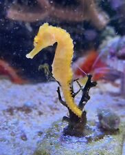 Live seahorse orange for sale  Erie