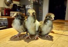 Rare silver laced for sale  CHICHESTER