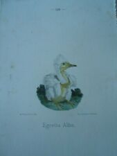1875 birds egretta d'occasion  Expédié en Belgium