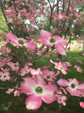 Pink flowering dogwood for sale  Baileyton