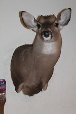 Whitetail deer head for sale  Brandon
