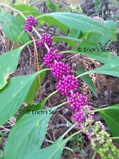 Seeds american beautyberry for sale  Jacksonville