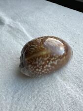 Large cypraea macrocypraea for sale  Pikesville