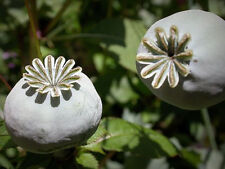 Schlafmohn papaver somniferum gebraucht kaufen  Schmidmühlen