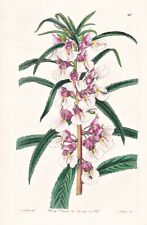 Bálsamo Impatiens rosea Himalaya Botanik flower botany Edwards grabado en cobre 1841 segunda mano  Embacar hacia Argentina